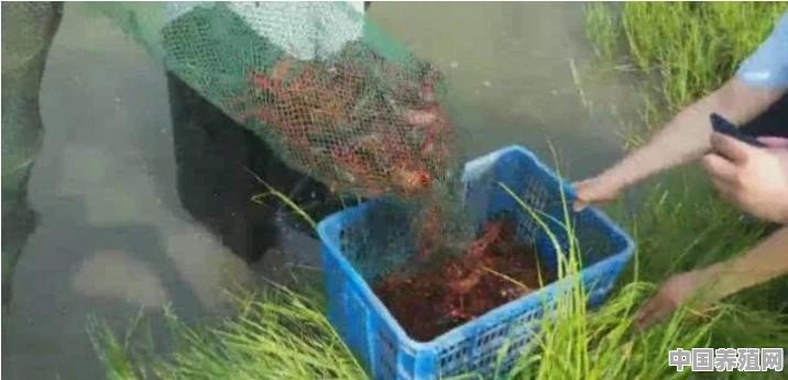 虾田(塘口)养殖小龙虾在什么时候捕捞最好？捕捞方法有哪几种 - 中国养殖网