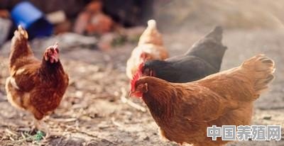 养殖鸡场鸡生蛋视频 - 中国养殖网