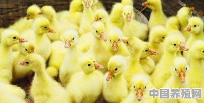 大家谁有养鸭的经验可以分享一下吗 - 中国养殖网