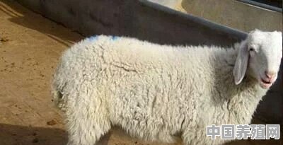羊一年有生一胎有生两胎，从哪看出来 - 中国养殖网