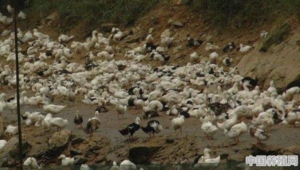 如何养殖生产冻鸭子视频 - 中国养殖网