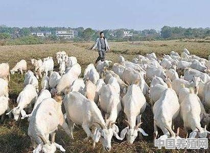 山东萨福克羊专业养殖合作社 - 中国养殖网