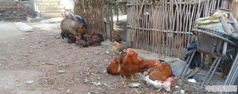 鸡订单式养殖什么意思 - 中国养殖网