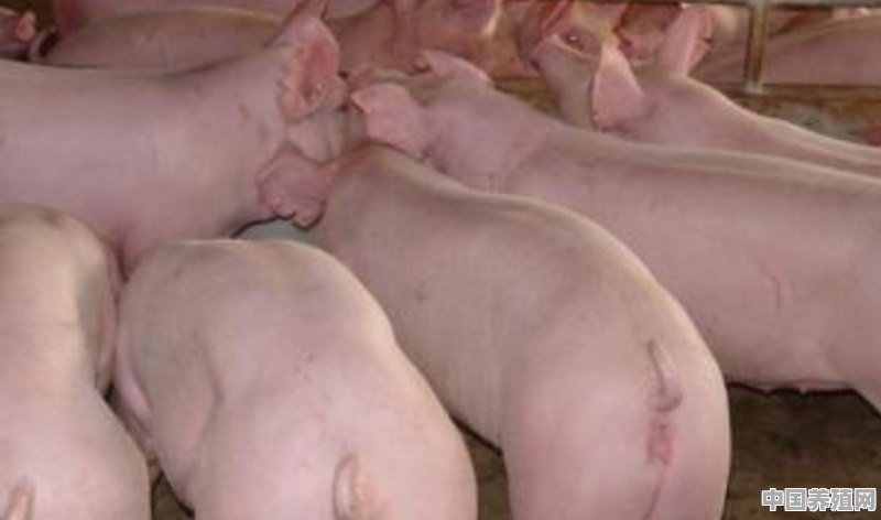 夏季猪高温养殖方法有哪些 - 中国养殖网