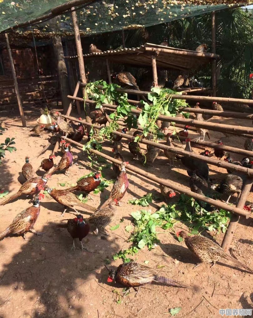 在丘陵散养小批量的土鸡是选择纯的土鸡品种好，还是杂的土鸡品种好 - 中国养殖网