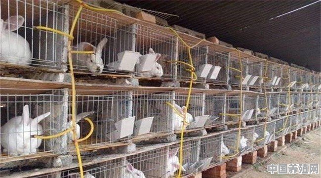 猪禽流感养殖成本 - 中国养殖网