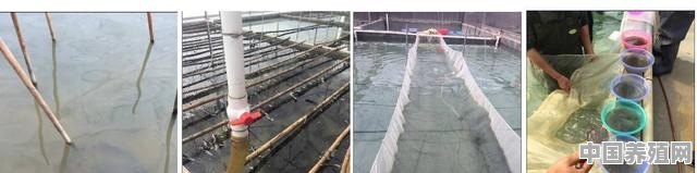 温棚鲈鱼养殖技术 - 中国养殖网