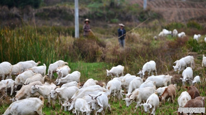 请问我们这的气候适合养什么羊?什么羊产量高、利润大 - 中国养殖网