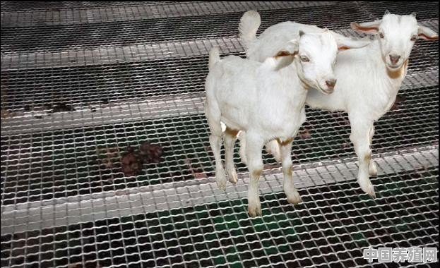 羊的养殖方法与技术 - 中国养殖网