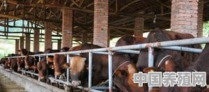 内牛养殖计术 - 中国养殖网