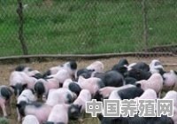 为什么不建议养香猪 - 中国养殖网
