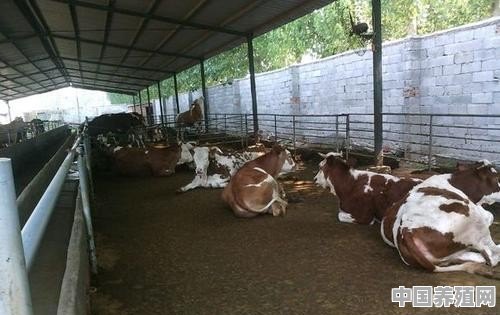 春季养殖牛苗管理 - 中国养殖网