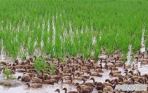 新型稻鸭养殖模式有哪些 - 中国养殖网