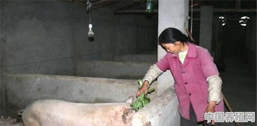 猪养殖圈如何建造的 - 中国养殖网