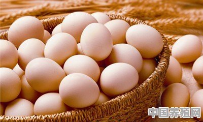 白云黑土小品下蛋公鸡所有台词 - 中国养殖网