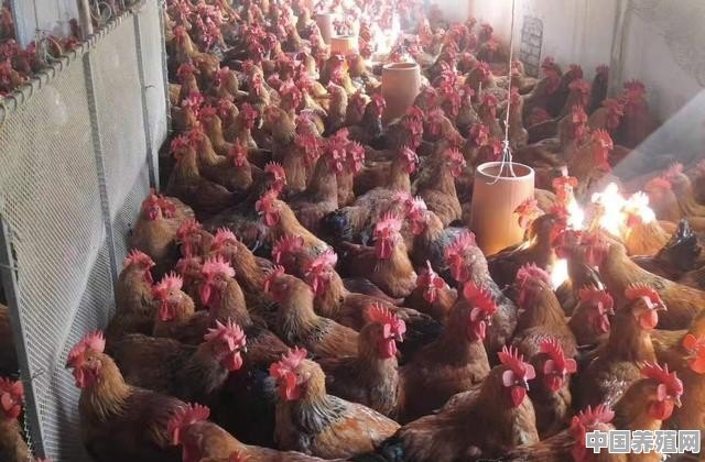 鸡养殖喂食时间表 - 中国养殖网