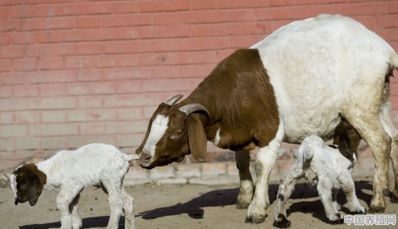 中国最大的羊屠宰场 - 中国养殖网