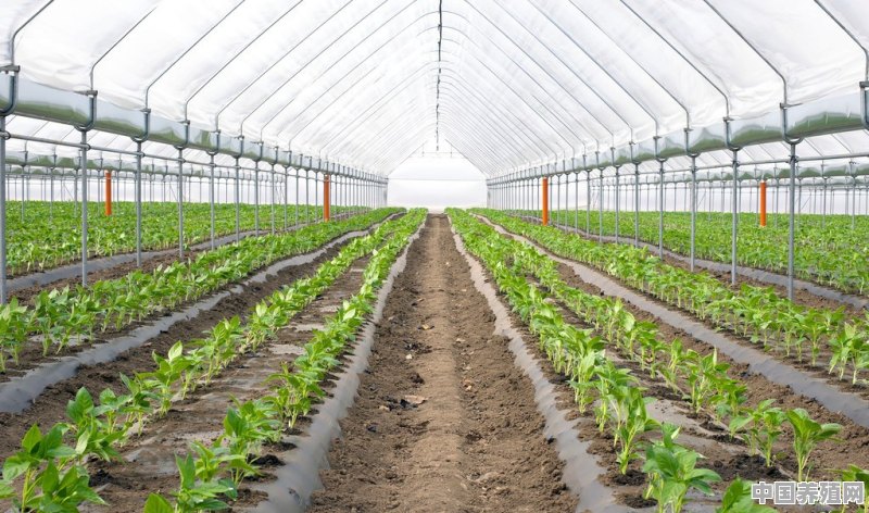 适合智能温室无土栽培、种植的作物有哪些 - 中国养殖网