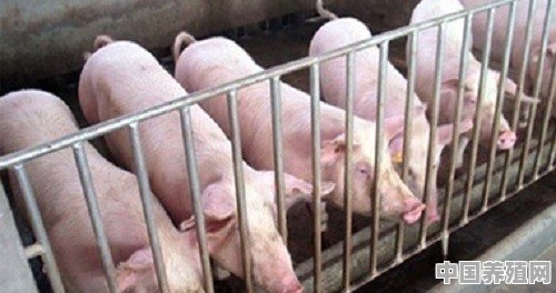 一起来养猪低级猪怎么回收 - 中国养殖网