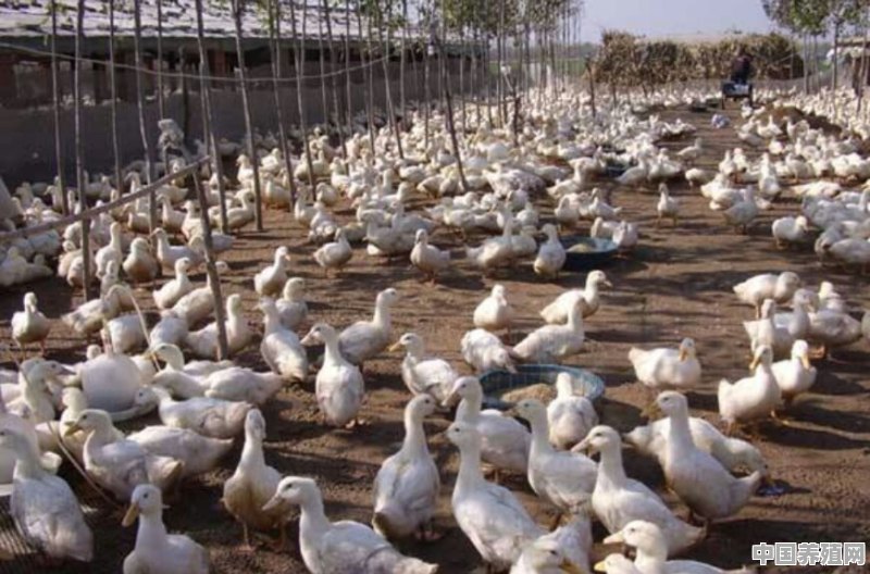 什么是养殖的鸭子 - 中国养殖网