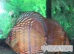 红神仙鱼养殖 - 中国养殖网