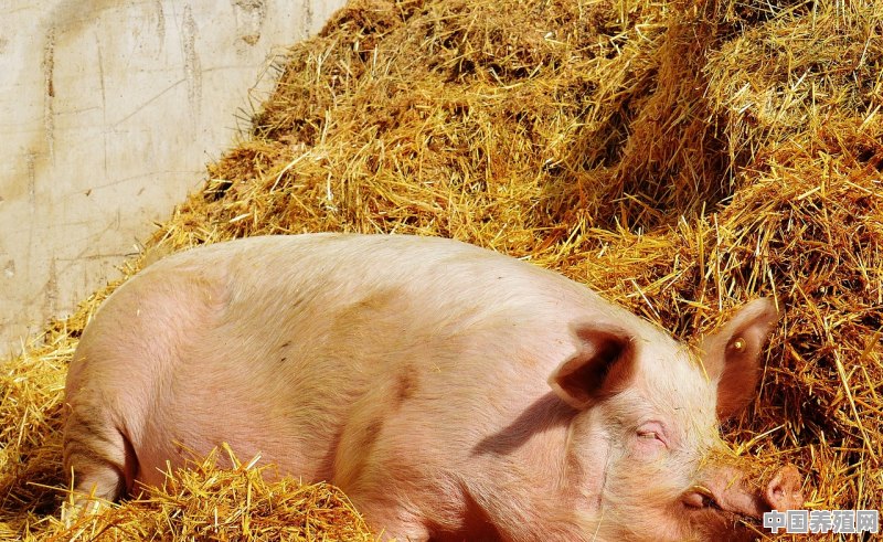 个人养殖猪需要办理哪些证件 - 中国养殖网