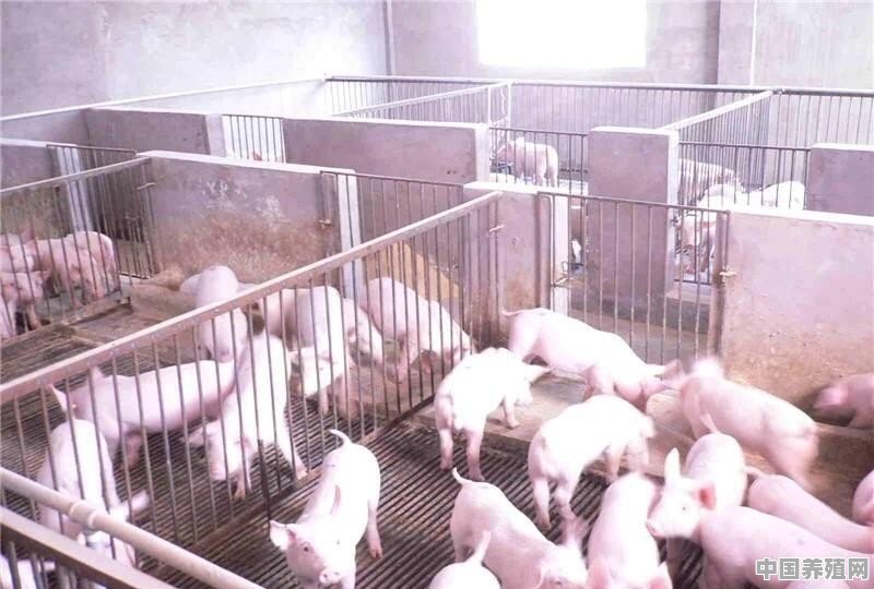 焦作养殖羊怎么养殖的呢 - 中国养殖网