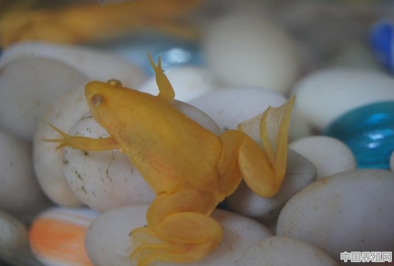 金蛙如何饲养 - 中国养殖网