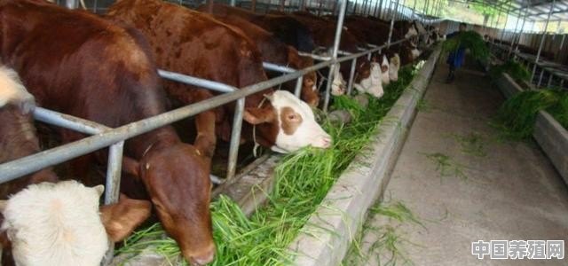 中国婆罗门牛养殖视频 - 中国养殖网