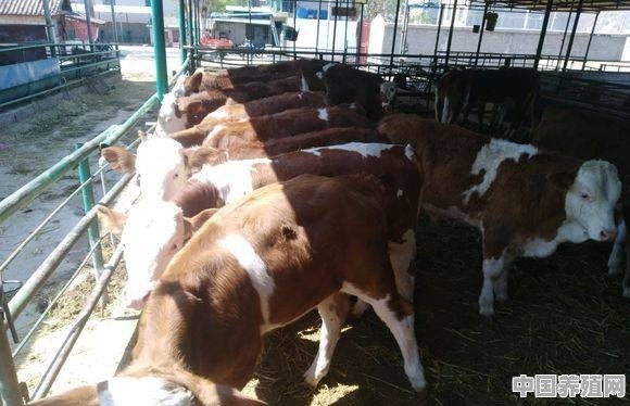 养80头牛需要投资多少钱 - 中国养殖网
