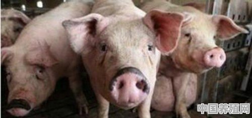 50斤小猪咳喘怎么治 - 中国养殖网