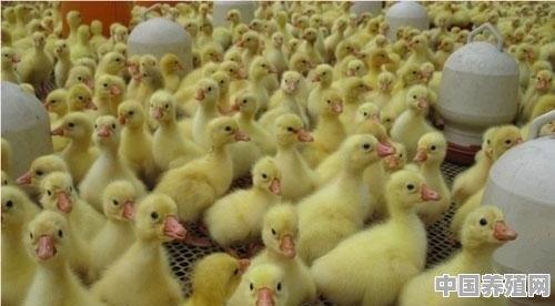 噪音对养殖肉鸭的影响 - 中国养殖网