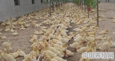 山东种鸭养殖基地在哪里 - 中国养殖网