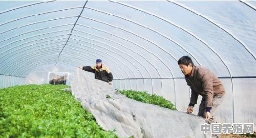 冬天养殖芹菜怎么养殖的 - 中国养殖网