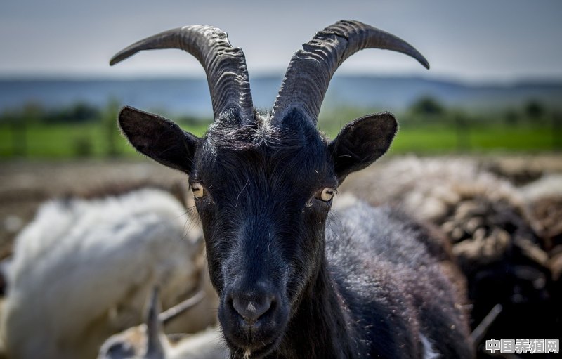 养殖场里的羊可以吃吗有毒吗 - 中国养殖网
