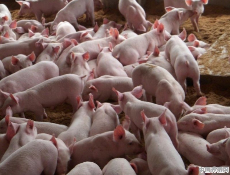 两个月的小香猪的饲养和管理 - 中国养殖网