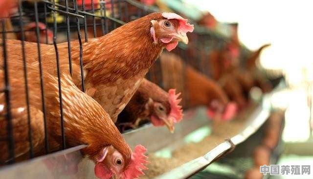 养2万只鸡建大棚需几亩地 - 中国养殖网