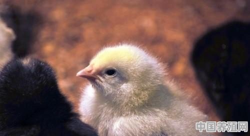 怎么选养殖鸡 - 中国养殖网