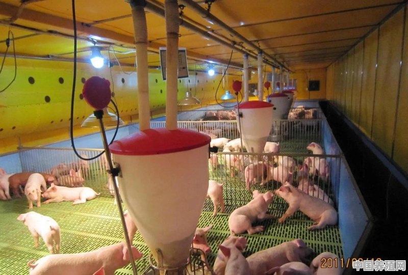 平安养殖藏香猪怎么样 - 中国养殖网