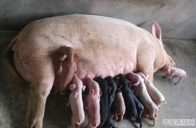 家猪养殖高产母猪 - 中国养殖网
