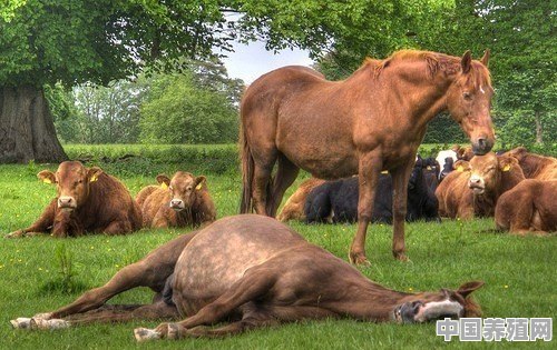 马为什么可以站着睡觉 - 中国养殖网
