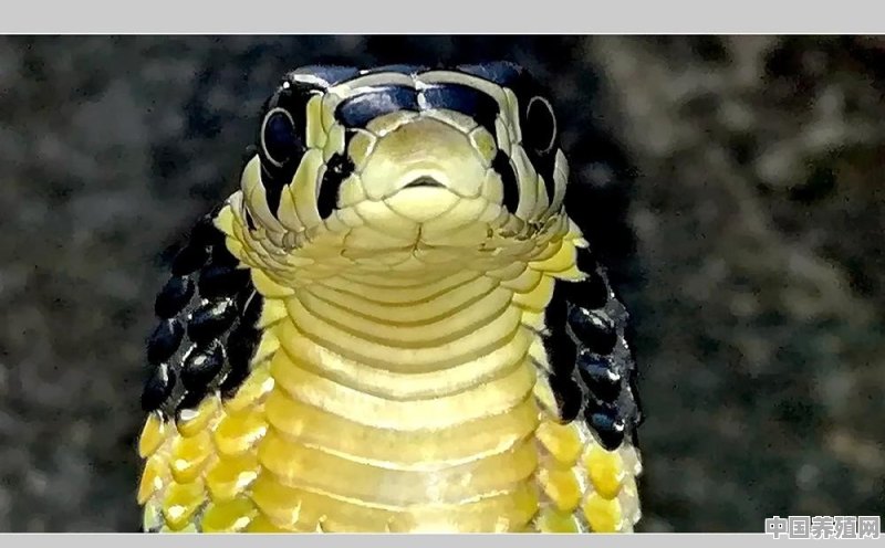 你手机拍的蛇类的照片能否分享一下 - 中国养殖网