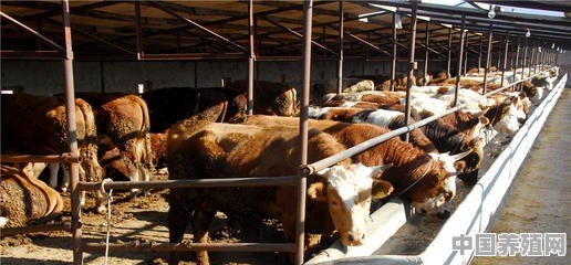 莱西养牛基地 - 中国养殖网