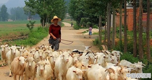 啥样的羊能当领头羊养殖 - 中国养殖网