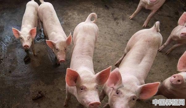 搞养殖猪怎么喂 - 中国养殖网