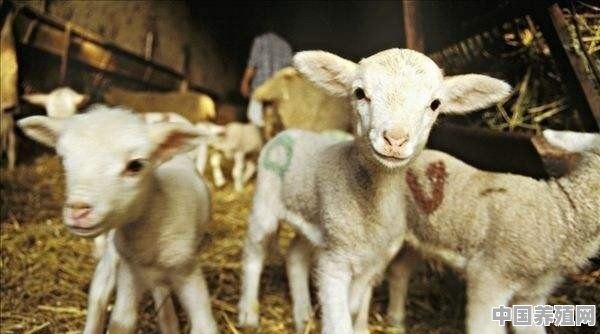 肉用羔羊生产的饲养模式是怎样的？是否取决于羊场生产的条件 - 中国养殖网