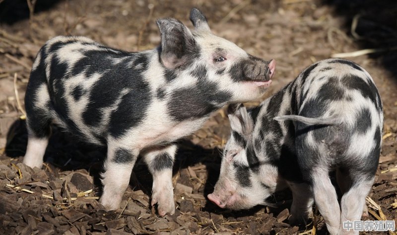 一般白猪养殖猪多久成年 - 中国养殖网