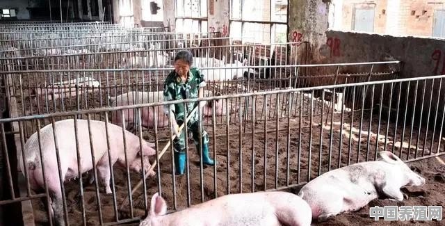 猪养殖多久才可以卖 - 中国养殖网