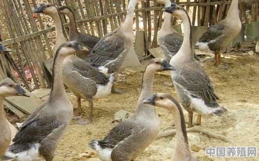 鸭鹅养殖用围栏 - 中国养殖网