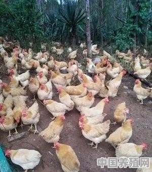 鸡养殖技术催肥方法 - 中国养殖网